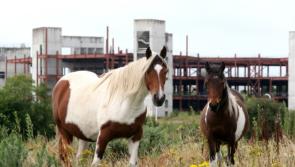 Longford County Council has seized 100 stray and abandoned horses