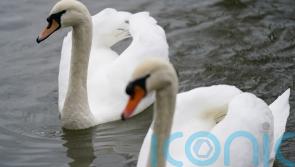 Poultry farmers told to keep flocks indoors as bird flu detected in dead swan in Co Cavan