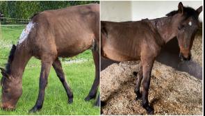 Brave pony recovering in Longford following urgent treatment for massive bite injury