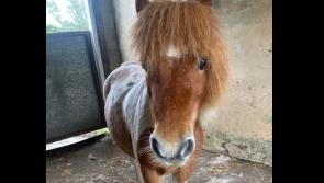 Have you seen Barney? Heartbroken family appeal for help locating missing pet