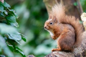 Longford joins All-Ireland call to track squirrels and pine martens