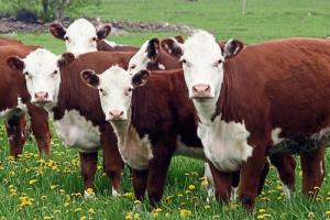 Longford Farming News: Fuel measures won't protect food production, says ICSA rural chair