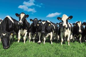 Longford farmers warned over bluetongue threat to cattle and sheep