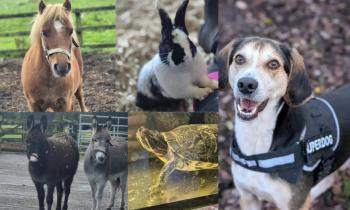 PICTURES: Lovely donkey duo Betty and Norah are among many animals at NSPCA Longford