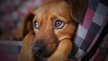 Vets issue advice to pet owners ahead of Halloween