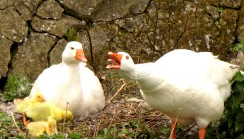 ALERT: Fota Wildlife Park closed to public as bird flu cases are confirmed