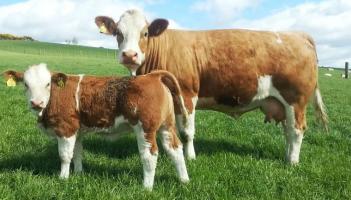 Longford farming: Cut to dairy–beef scheme hits young county farmers hardest -Macra