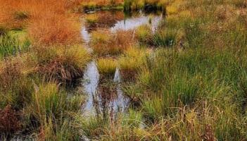 Re-wet peatland