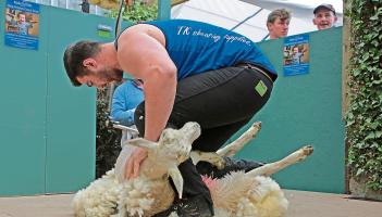 sheep shearing