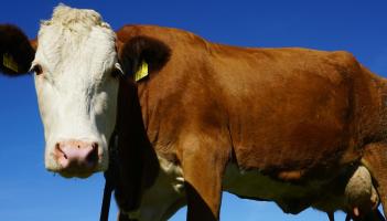 Cow