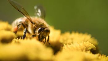 bumblebee
