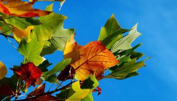 autumn