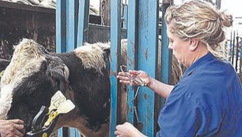 ICSA say TB compensation must rise for Longford farmers to reflect real value of stock