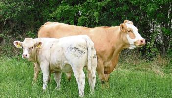 Reminder for Longford farmers that €75 is available per calf in New Beef Welfare Scheme