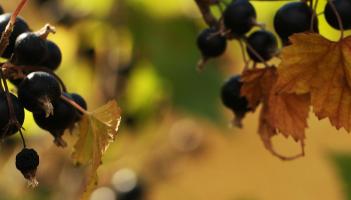 blackcurrant