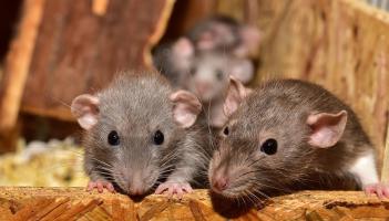 Chilling warning to Longford homeowners over 'climber' rats invading homes