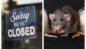 'Live rats and droppings on premises' - Five food businesses ordered to close last month