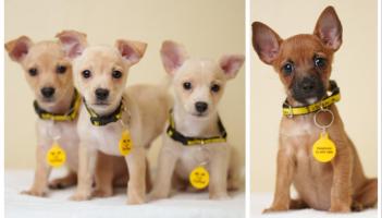 REVEALED: Ireland goes barking mad for its dogs as top names and breeds unveiled in census