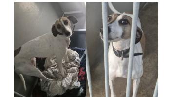 Ellie the Lurcher from Longford NSPCA to spend third Christmas in shelter