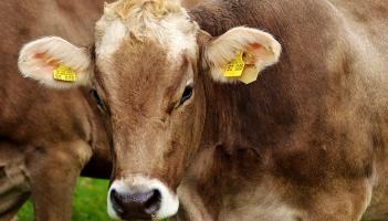 Longford farming: ICSA say processors must halt livestock imports