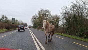 Horse loose on N63 Roscommon to Longford road