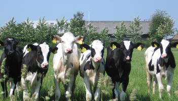 Information evening in Longford on&nbsp;&lsquo;Everything Calves & Weanlings&rsquo;