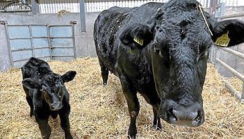 Longford 2026 calving season: Personal safety and aiming for healthy calves on the ground