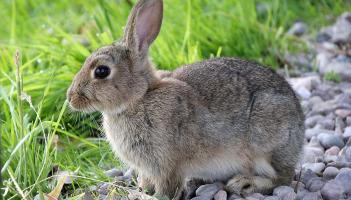 Longford woman appears in local court accused of neglect of rabbit 
