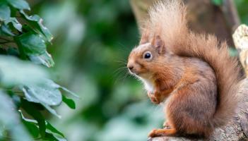 Longford joins All-Ireland call to track squirrels and pine martens