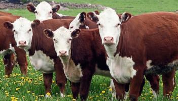 Longford Farming News: Fuel measures won't protect food production, says ICSA rural chair