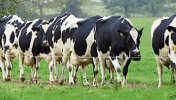 Longford farming: Nitrates outcome a relief but 'long term solution needed'