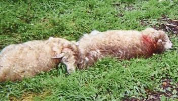 Vicious dogs killed or maimed up to 60 sheep during third Longford sheep kill in 24-hours