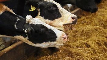 Longford farming: Farmers concerned about fodder shortages as cattle returned to sheds