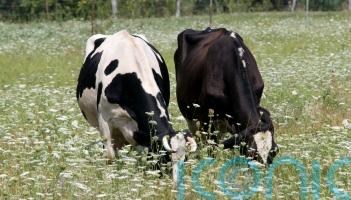 First suspected bluetongue outbreak in Northern Ireland under investigation
