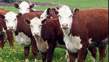 Longford farming: ICSA calls for slurry import limits based on previous year's figures