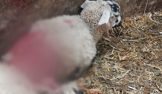 'Over 50 dead' Longford County Council's 'sincere sympathy' for farmers after sheep kills