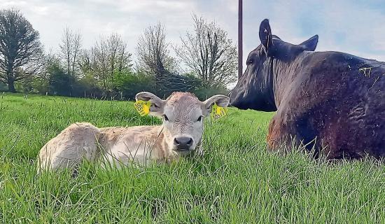 Longford Farming: Getting ready for the calving season
