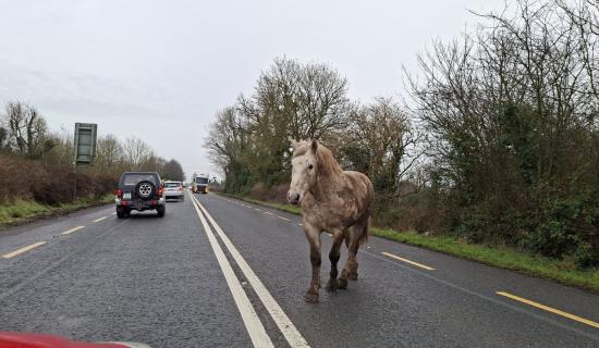 Horse loose on N63 Roscommon to Longford road