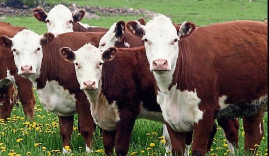 Longford farming: ICSA calls for slurry import limits based on previous year's figures