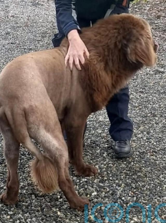 Irish police conclude that roaming ‘lion’ was actually a dog Longford