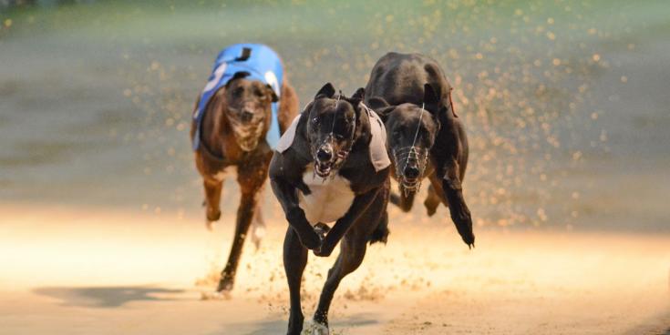 Greyhound industry decline cannot be pinned on Covid