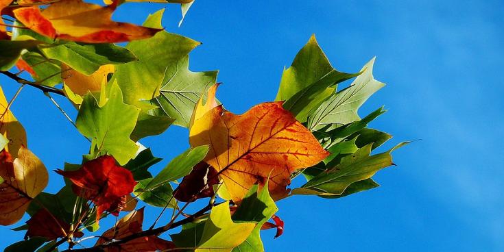 autumn