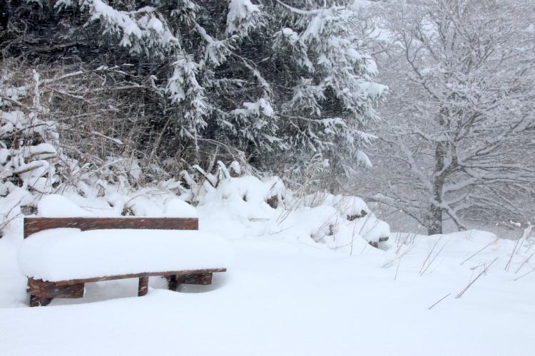 Pictures Newcastle Wood, Ballymahon under a blanket of snow stunning