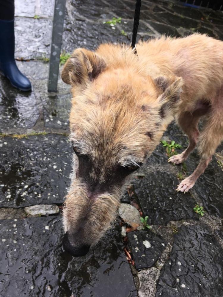 GALLERY ISPCA rescue lurcher dog in Longford suffering from severe