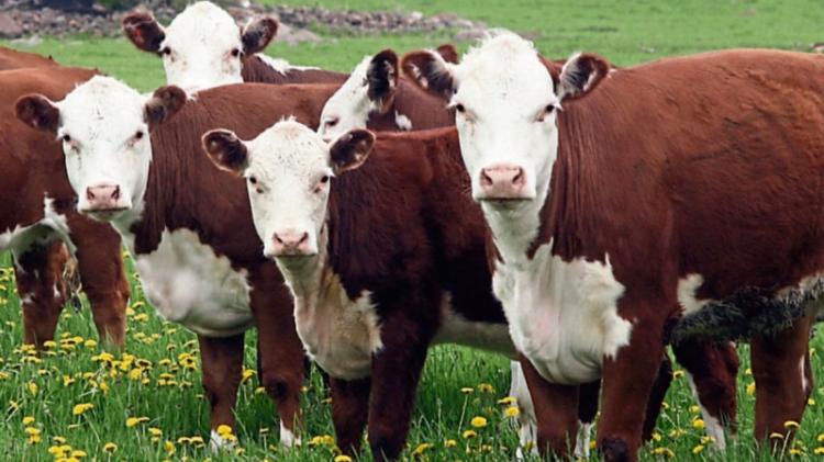 Longford Farming News: Fuel measures won't protect food production, says ICSA rural chair