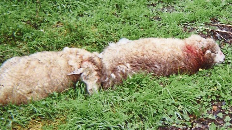 Vicious dogs killed or maimed up to 60 sheep during third Longford sheep kill in 24-hours