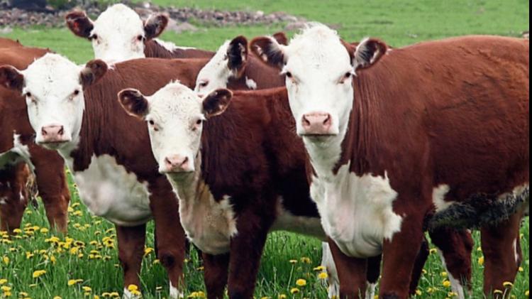 Longford farming: ICSA calls for slurry import limits based on previous year's figures