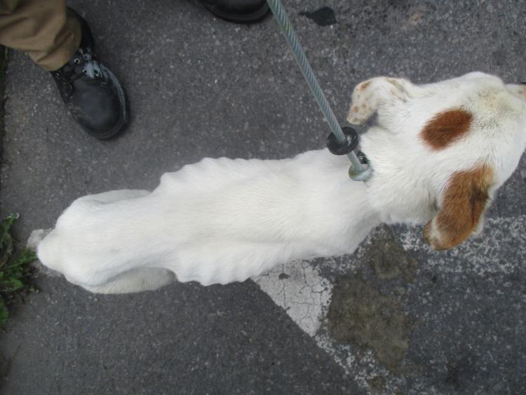 'Bones visible': Man receives fines for treatment of dog ...