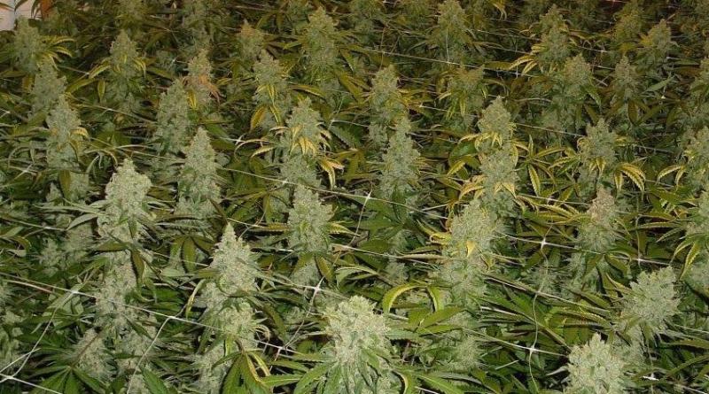 Cannabis