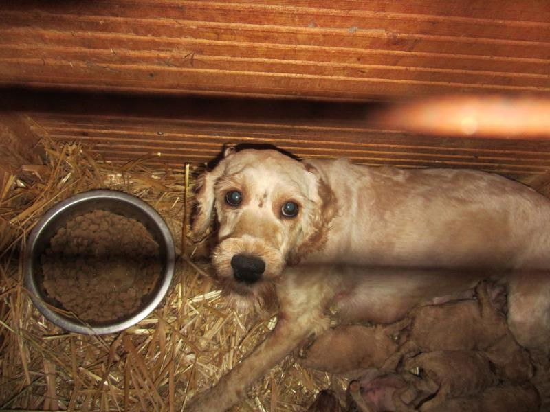 Longford people asked to not support puppy farmers by buying a puppy for Christmas